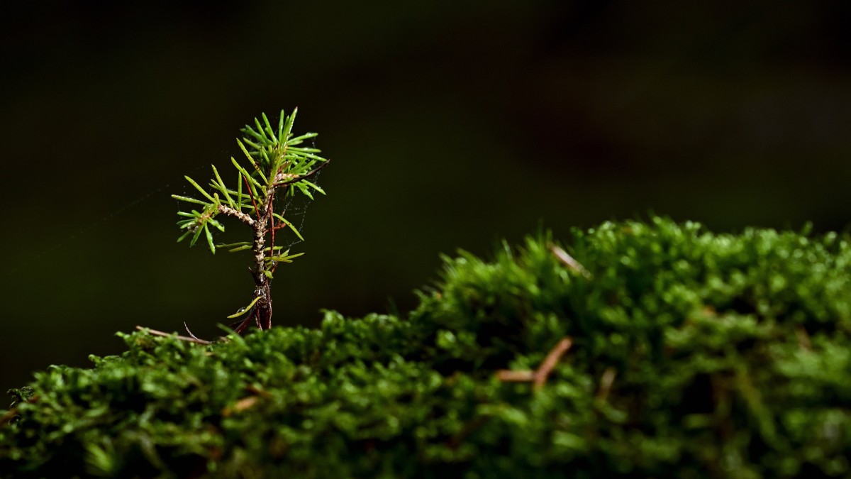 Essas pequenas plantas estão entre os seres vivos mais antigos da Terra, com milhões de anos de história evolutiva / Pixabay
