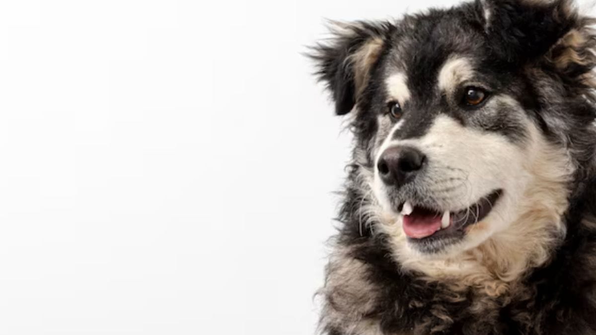 Com as altas temperaturas, cães precisam de água fresca e sombra constante para evitar desidratação e hipertermia. Freepik