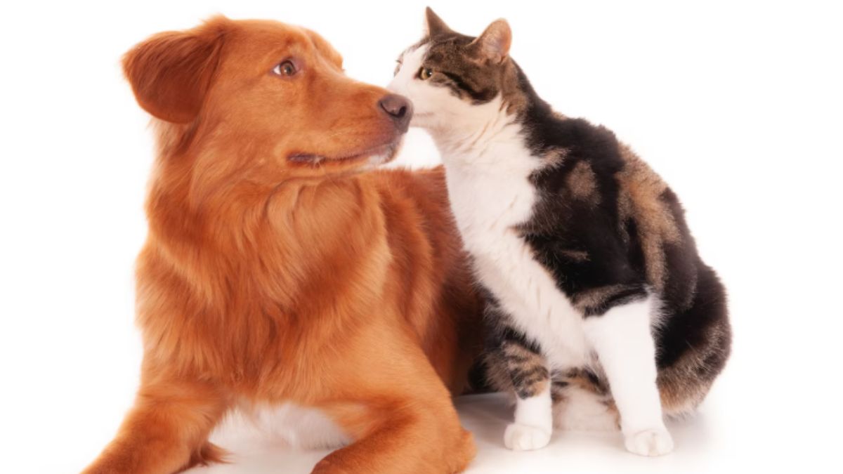 Passeios com animais devem ser evitados nos horários mais quentes do dia, principalmente por causa do calor do asfalto. Freepik
