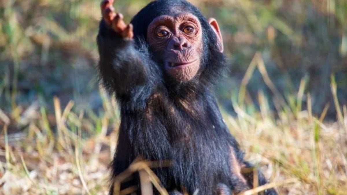 Chimpanzés usam os dedos dos pés quase como mãos uma habilidade que intriga cientistas e revela segredos da evolução / Jake Brooker/Divulgação