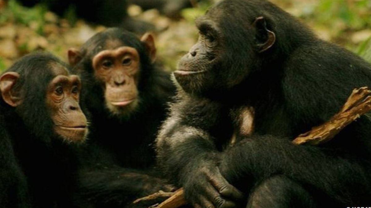 Enquanto humanos caminham sobre dois pés, chimpanzés ainda usam os deles para agarrar, segurar e explorar o ambiente / C Hobaiter/ / Divulgação
