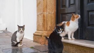 Entenda a conexão entre o passado da cidade e a presença constante desses animais