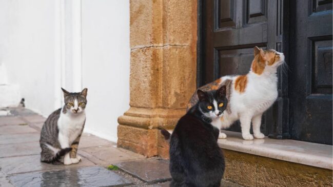 Entenda a conexão entre o passado da cidade e a presença constante desses animais
