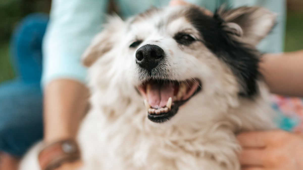 Quem abandonar animais pode pagar entre R$ 1.500 e R$ 10 mil. Em caso de reincidência, o valor da penalidade dobra. Freepik/ArthurHidden