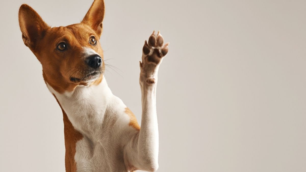 Abandonar pets em residências ou outros locais, mesmo que temporariamente, pode ser considerado negligência ou maus-tratos. Freepik/@bubikhaus