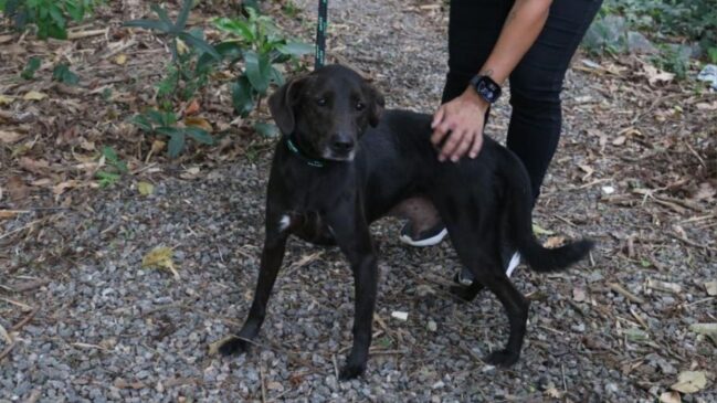 Nova lei em Santos estabelece punições para quem deixa animais sozinhos em situações que colocam sua saúde e bem-estar em risco