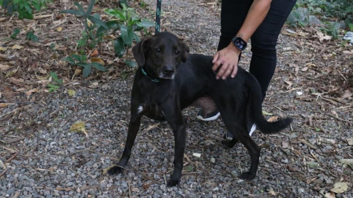 Nova lei em Santos estabelece punições para quem deixa animais sozinhos em situações que colocam sua saúde e bem-estar em risco