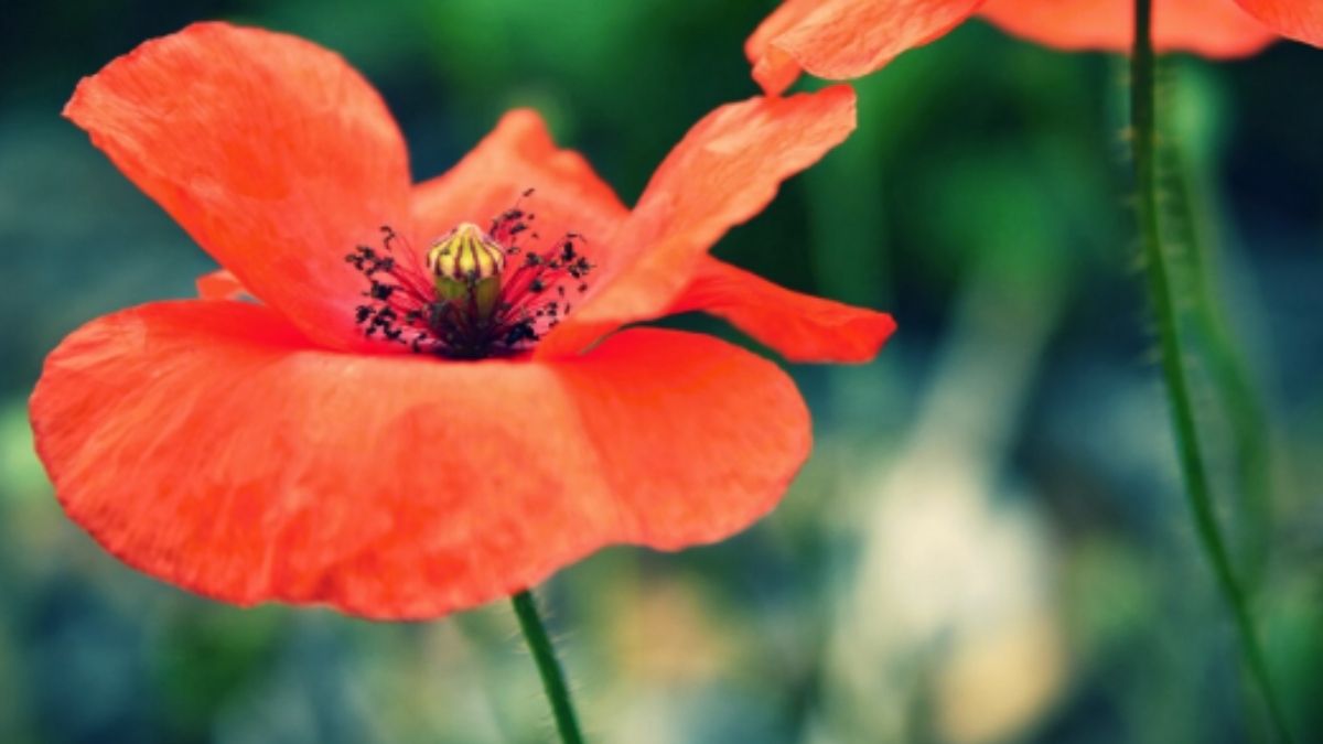 Apesar de proibida em vários países, a papoula chama atenção pelo seu alto valor nutricional