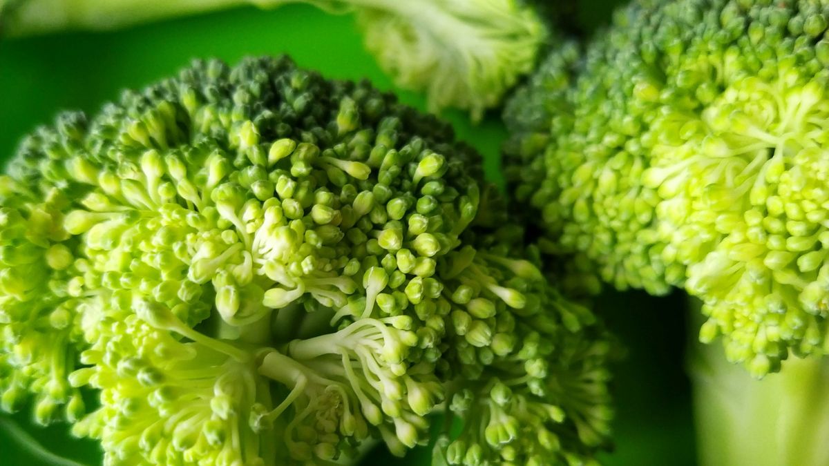 Apesar do sabor e da aparência únicos, o brócolis tem a mesma origem botânica da couve-flor e do repolho. Unsplash/Bozhin Karaivanov