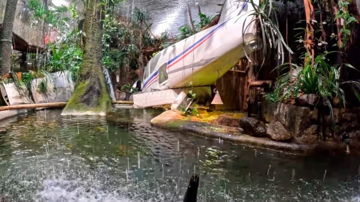 Os recintos são organizados por áreas temáticas que representam diferentes continentes, permitindo que o visitante "viaje pelo mundo" em uma única visita. Reprodução/Youtube