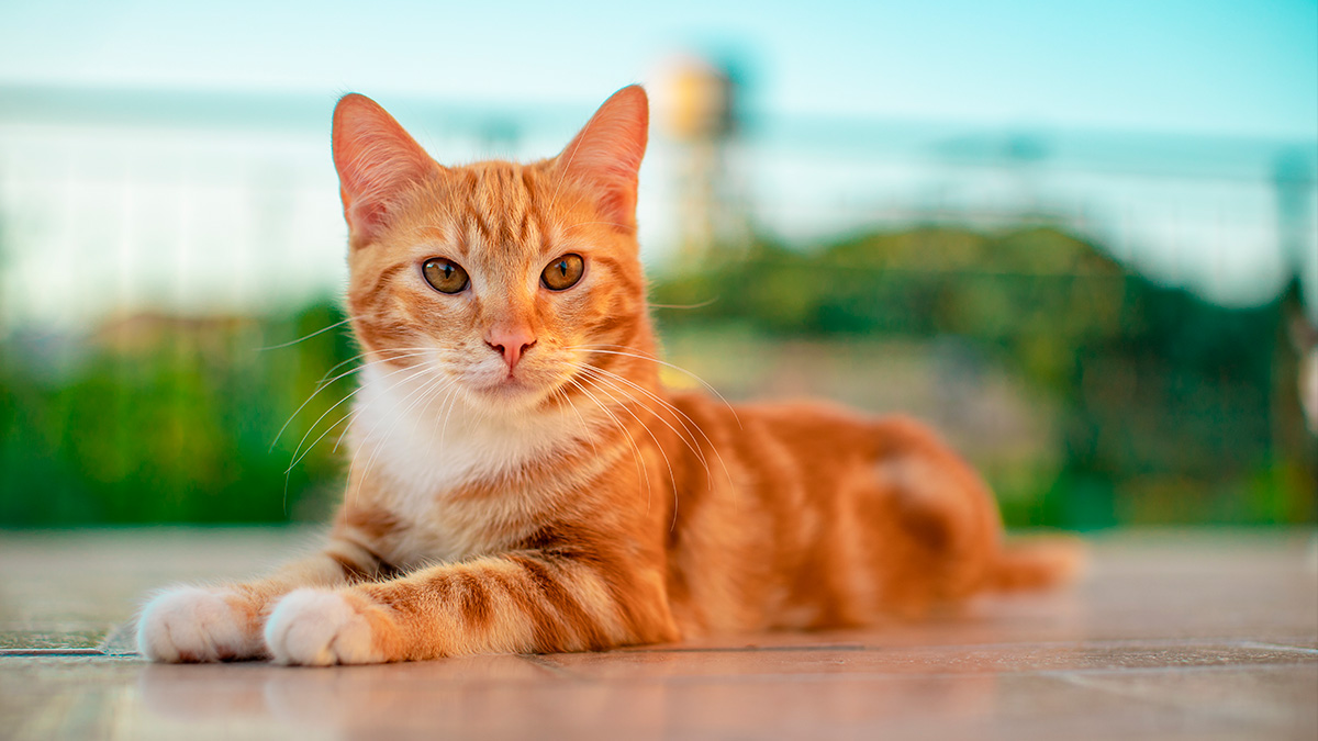 Nem todos os gatos são sociáveis: alguns preferem viver sozinhos e podem nunca aceitar a presença de outro felino no mesmo espaço. Freepik