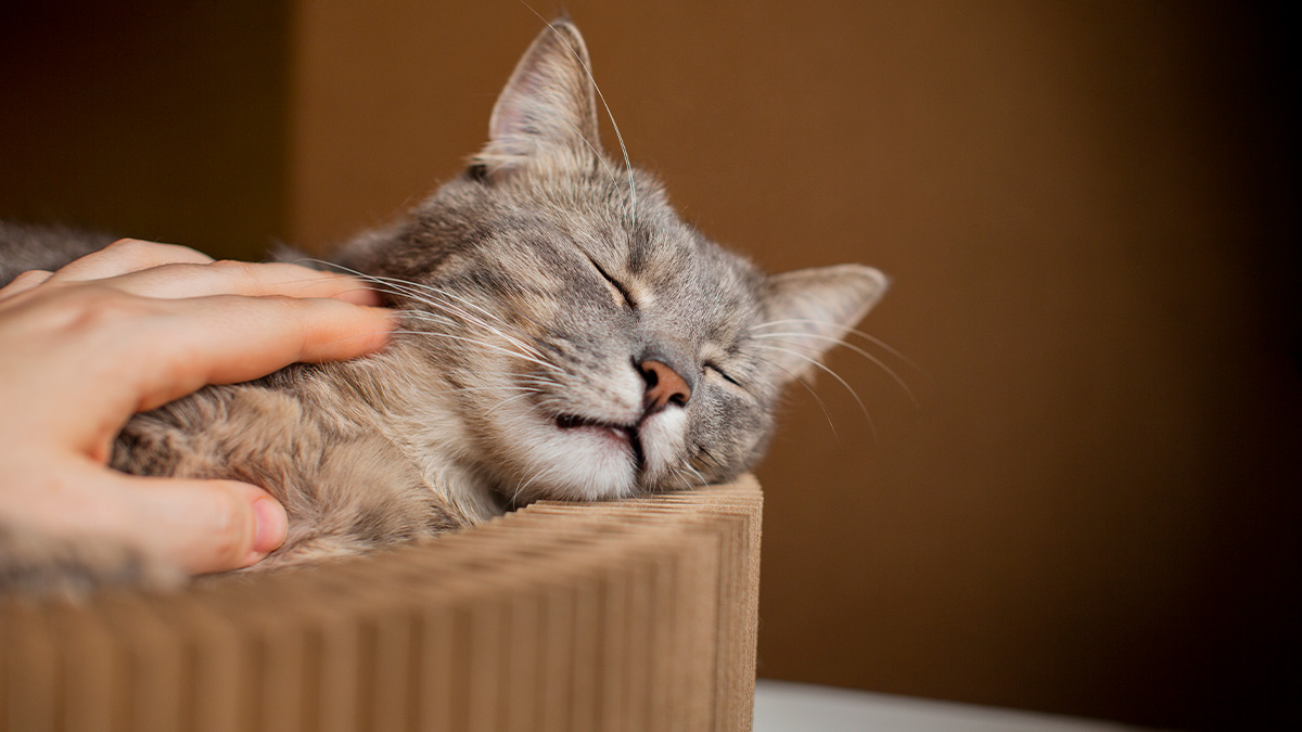 A introdução repentina de um novo gato pode desorganizar rotinas, cheiros e pontos de segurança, aumentando o risco de conflitos. Freepik