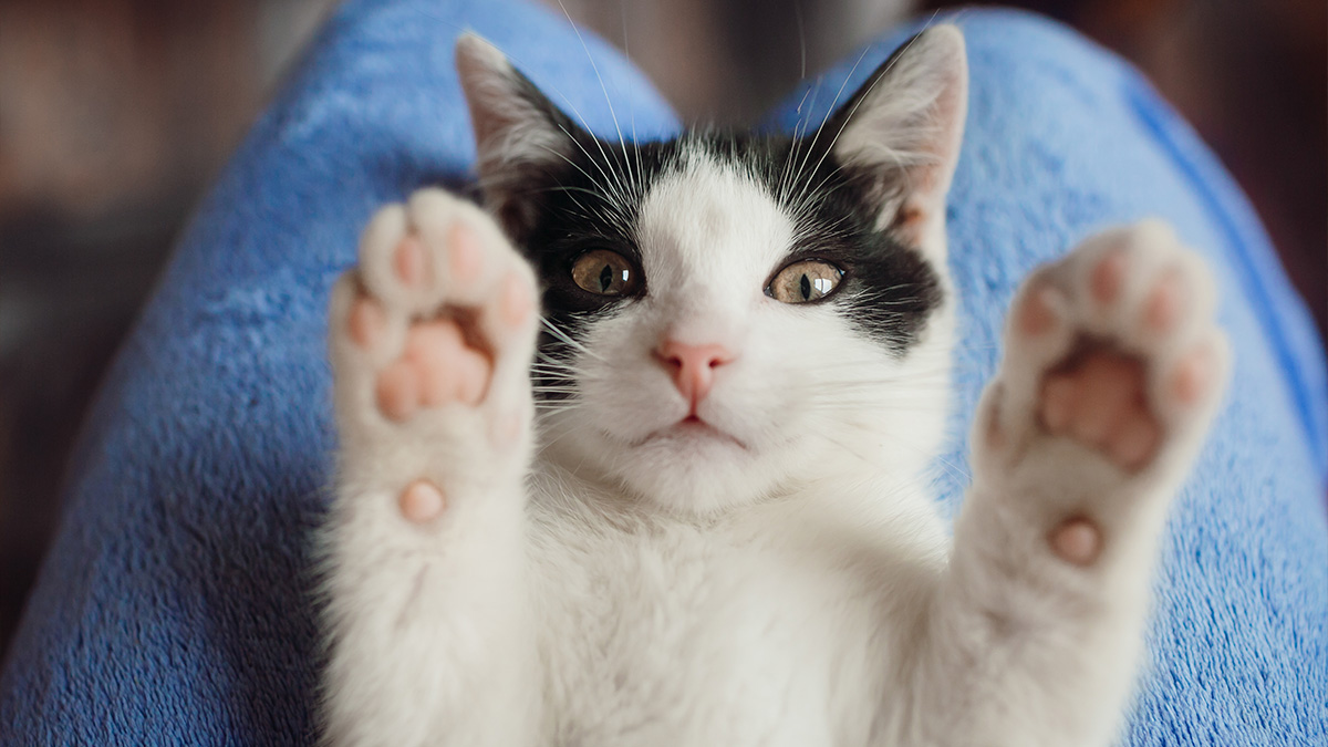 Separar os animais, em certos casos, é uma decisão de proteção emocional e bem-estar tanto para o gato residente quanto para o recém-chegado. Freepik