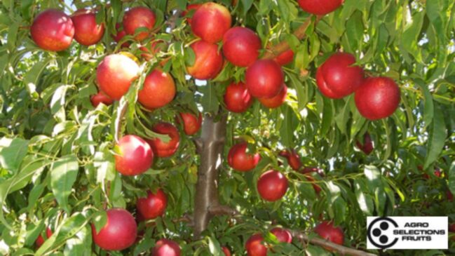 A Nectadiva é uma variedade protegida por direitos do obtentor vegetal e tem comercialização controlada na Espanha devido ao seu alto valor agrícola