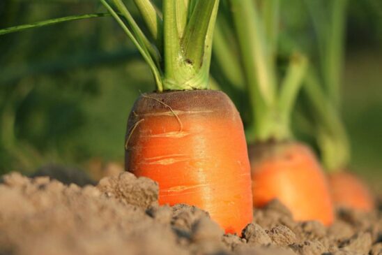 O agronegócio é a base da economia local. Além da cenoura, São Gotardo se destaca no cultivo de alho e beterraba, o que reforça sua posição como um importante polo agrícola do Triângulo Mineiro