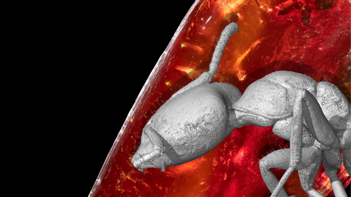Invisível a olho nu, a formiga da espécie extinta Ctenobethylus goepperti foi analisada com tecnologia moderna. Reprodução/Bernhard Bock/Daniel Tröger