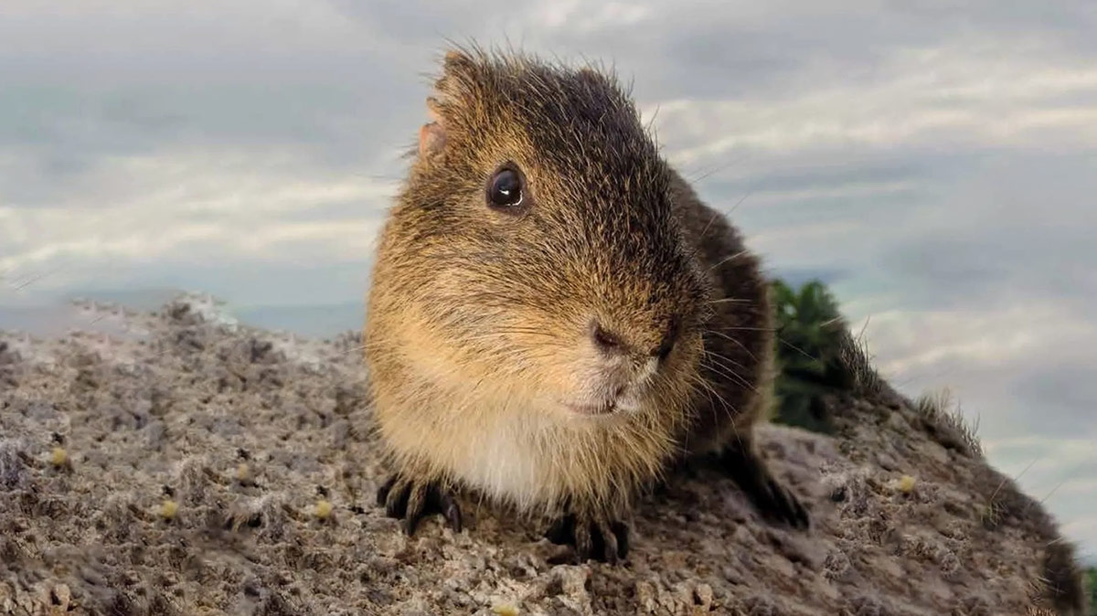 Veja como o isolamento em uma ilha preservou o mamífero mais raro do mundo até hoje