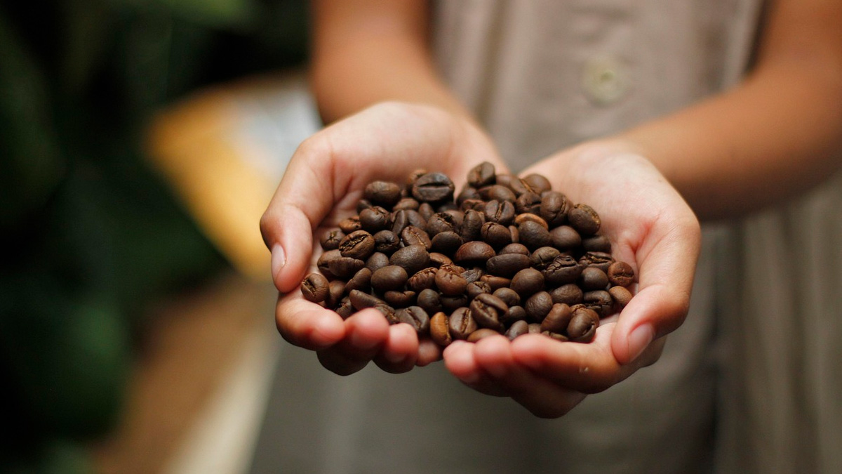 Conhecida como a "Terra do Café", Taquaritinga do Norte se destaca no Agreste de Pernambuco não apenas pela tradição cafeeira