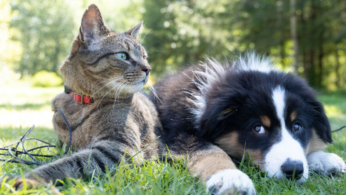 Cães e gatos costumam mascarar sinais de dor: Mudanças sutis no comportamento, como apatia, isolamento ou alteração no apetite, podem indicar um "sofrimento silencioso" e merecem atenção veterinária. Unsplash/Andrew S
