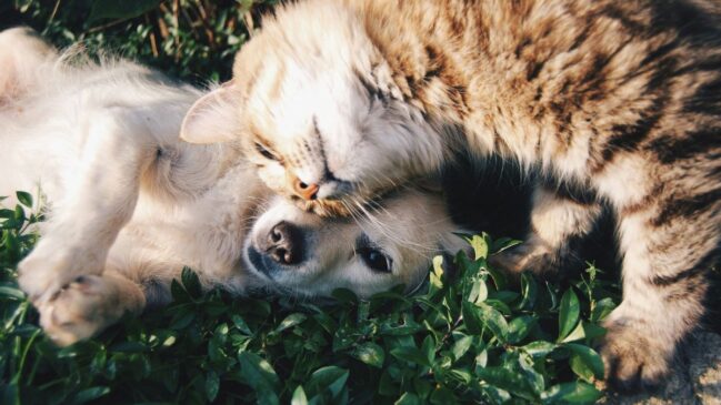 Pequenos cuidados diários fazem a diferença na saúde e no bem-estar dos pets. No entanto, hábitos comuns podem ser prejudiciais quando desconsideram as necessidades específicas de cada animal