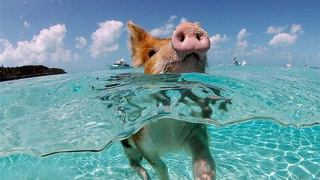 A famosa ilha das Bahamas busca equilibrar a fama global com o bem-estar animal.