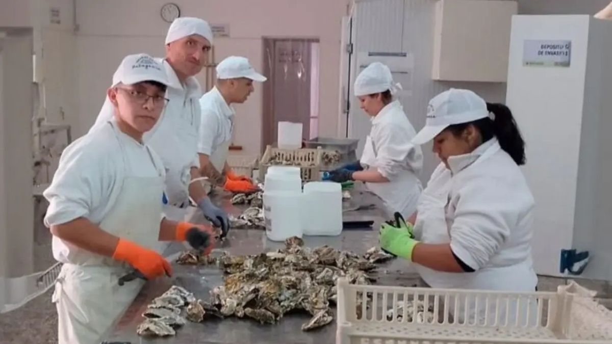 Ao transformar uma ostra invasora em iguaria, cientistas reduzem importações e criam oportunidade para pescadores e indústrias locais.