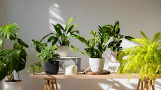 Da famosa Zamioculca à poderosa Espada-de-são-jorge: conheça 15 plantas que não precisam de sol e prometem transformar a energia do seu lar neste ano