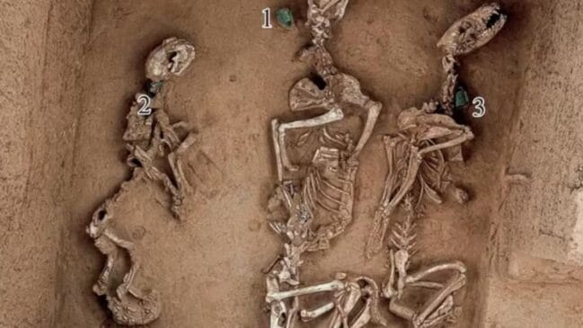 Escavações revelam que a elite Shang mantinha tigres, lobos e aves exóticas em jardins reais para fins rituais e de exibição