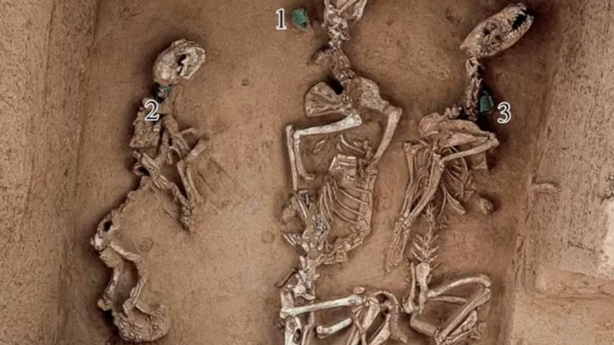 Escavações revelam que a elite Shang mantinha tigres, lobos e aves exóticas em jardins reais para fins rituais e de exibição