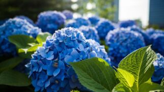 Flores ornamentais populares em jardins exigem cada vez mais cuidados e água, o que tem levado especialistas a repensar seu uso diante das mudanças climáticas