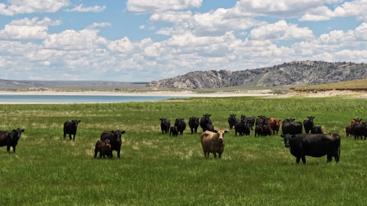 9 Baixa Densidade Alto Valor Apesar do tamanho colossal a fazenda fica no estado menos populoso dos EUA onde a natureza preservada é o maior ativo financeiro /Divulgação