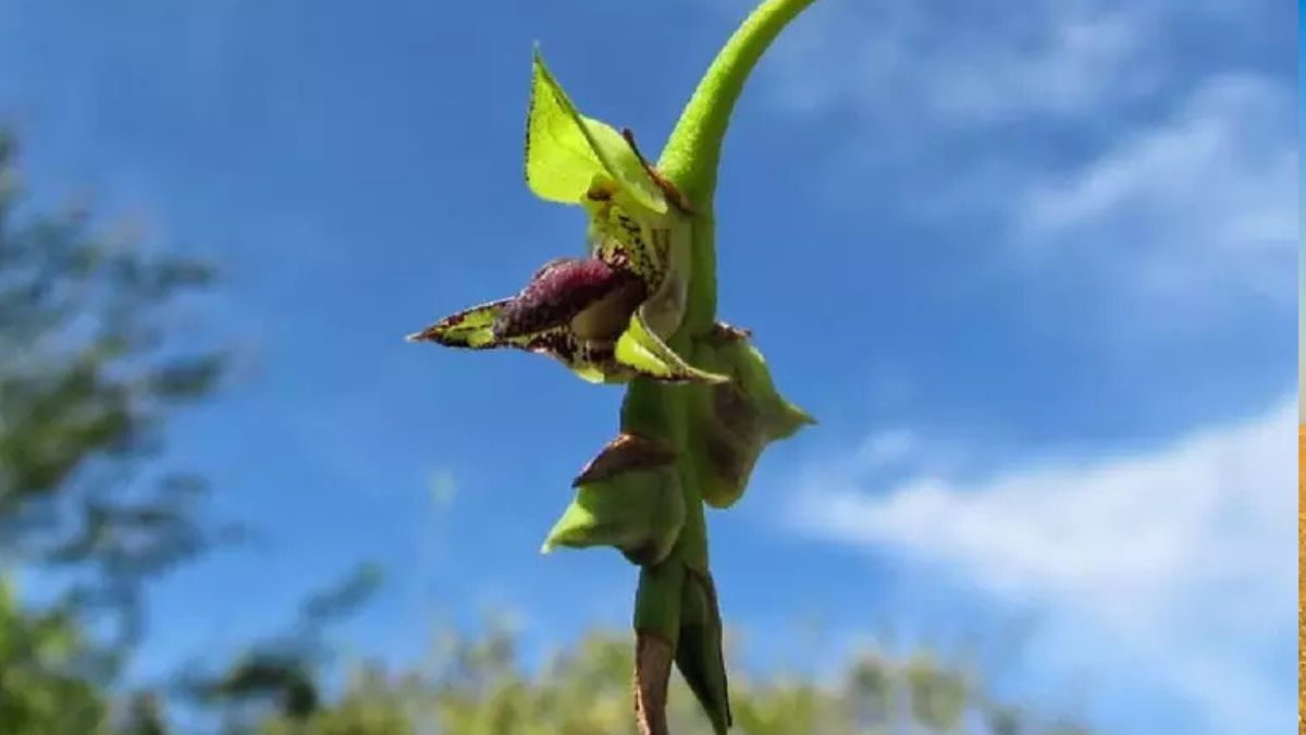 Estudos confirmam que a planta, antes restrita ao Sudeste, encontrou refúgio nas florestas de Matinhos/Divulgação