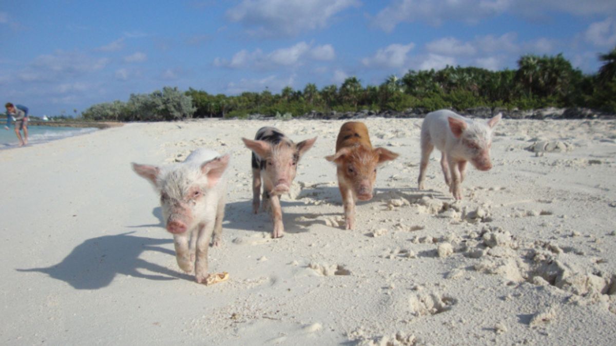 A misteriosa origem dos habitantes da Pig Beach envolve lendas de marinheiros, naufrágios e antigos criadores. /World of Vegan