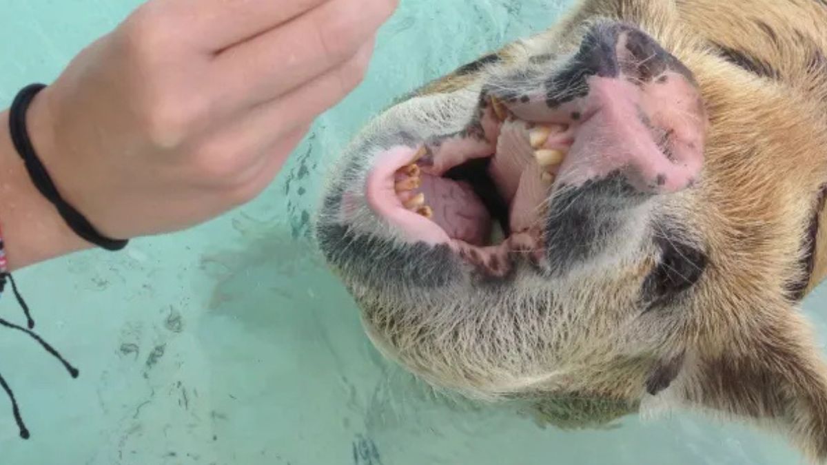 Os porcos se tornaram a grande atração turística da ilha deserta, chegando à praia ao avistar as embarcações de visitantes. /World of Vegan