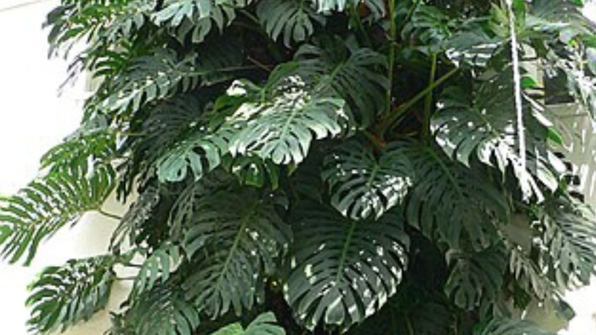 Lança-de-são-jorge: Apresenta folhas cilíndricas e longas, muito duráveis/Wikipedia
