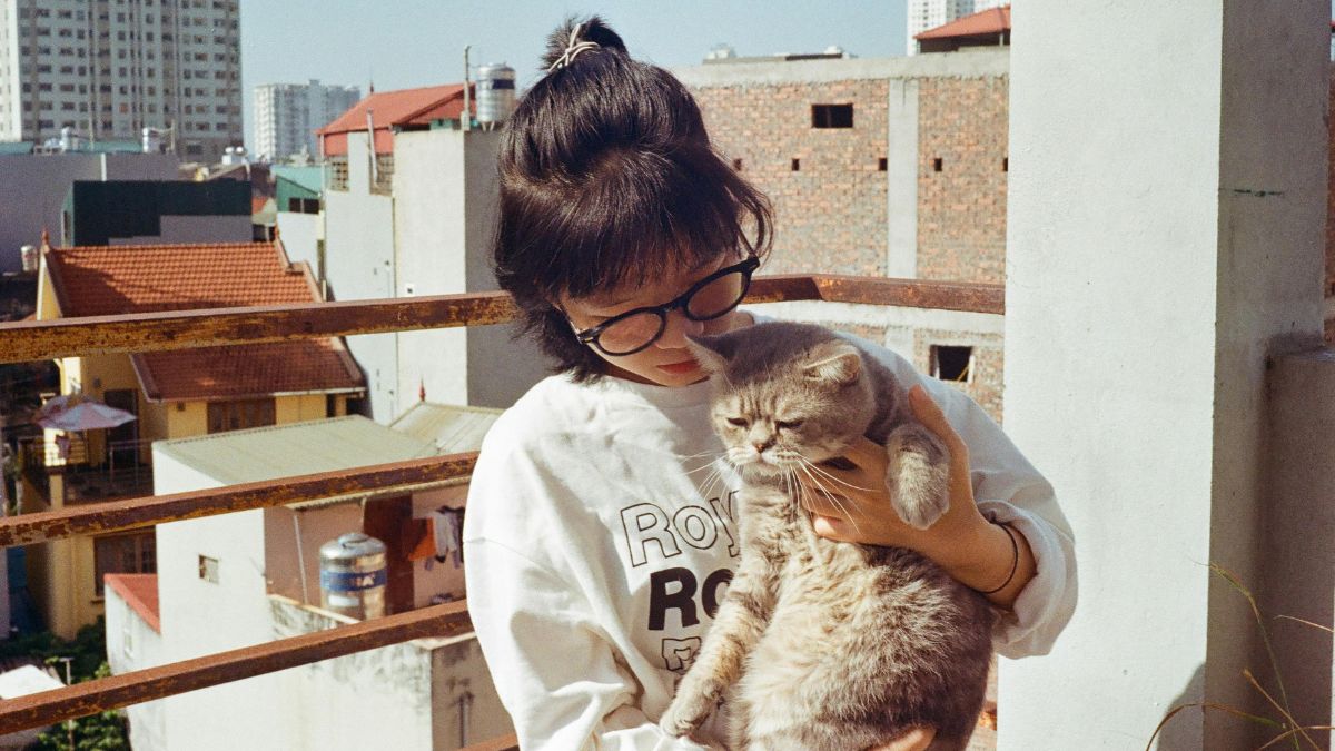 Mais importante que a quantidade: bem-estar dos gatos está ligado à organização, previsibilidade e cuidados do tutor, e não ao número de animais. /Pexels