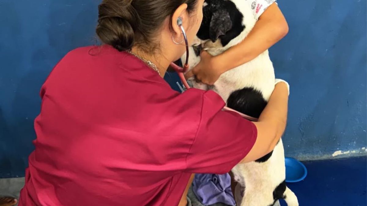 Seis animais de estimação também recebem assistência veterinária e microchipamento no abrigo municipal /Divulgação