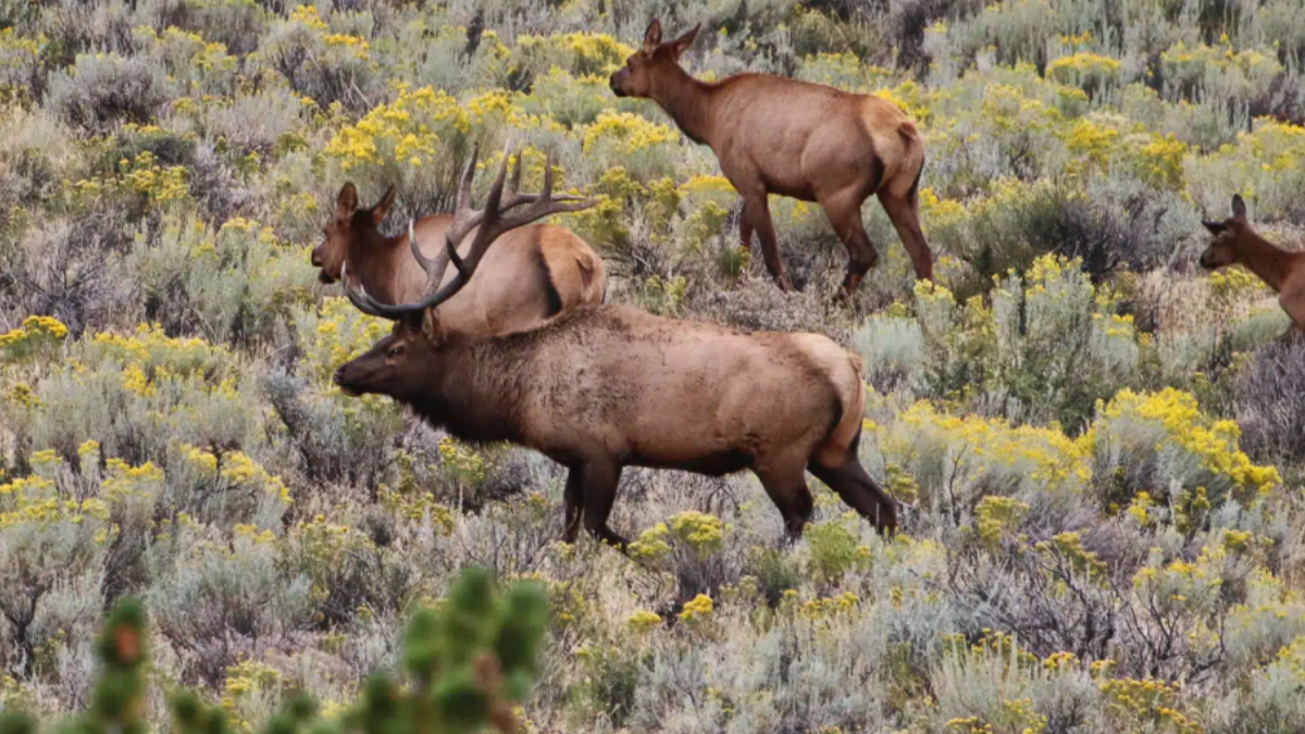 4 Localização Privilegiada A fazenda está situada no Wyoming estado conhecido por abrigar o Parque de Yellowstone e possuir as paisagens mais icônicas do Oeste americano /Divulgação