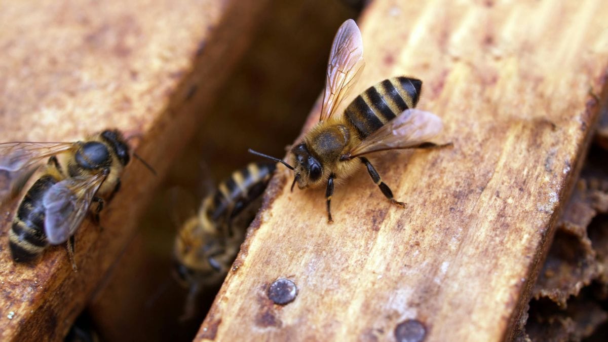 Essa mudança quebra o paradigma de que a natureza é apenas um recurso e a coloca como um sistema vivo que merece proteção constitucional/Pexels
