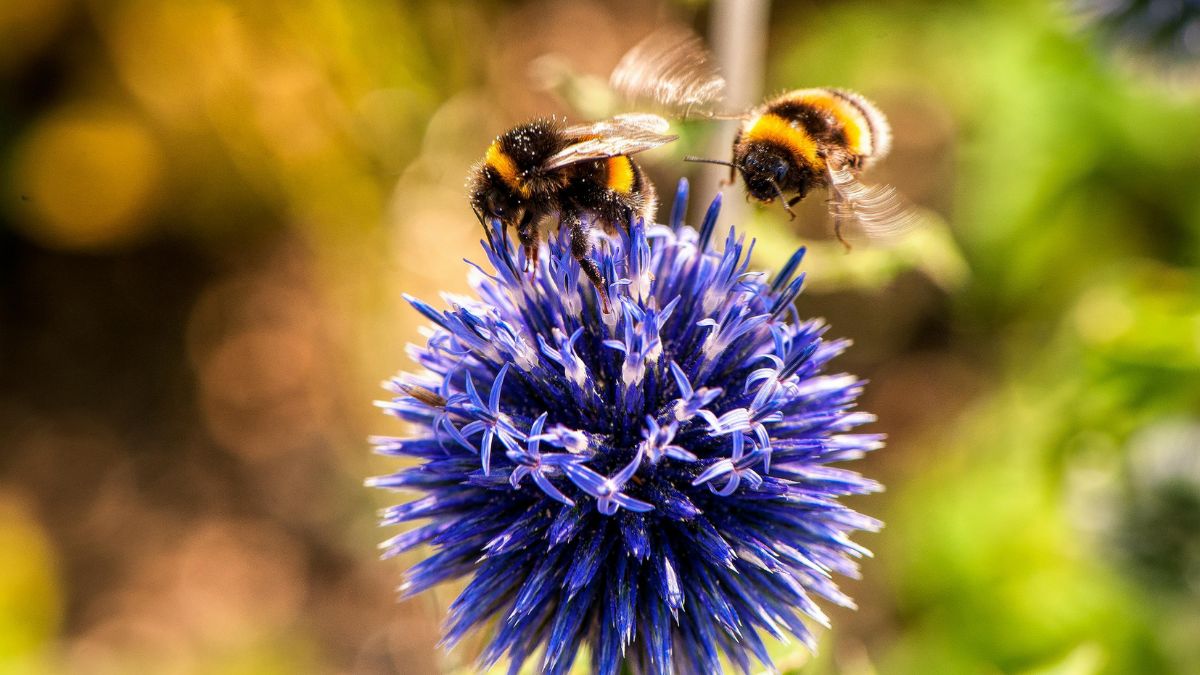 O reconhecimento de seus direitos legais no Peru visa proteger esse serviço ecológico vital, combatendo o uso indiscriminado de pesticidas e o desmatamento que ameaça a segurança alimentar e a biodiversidade global/Pexels