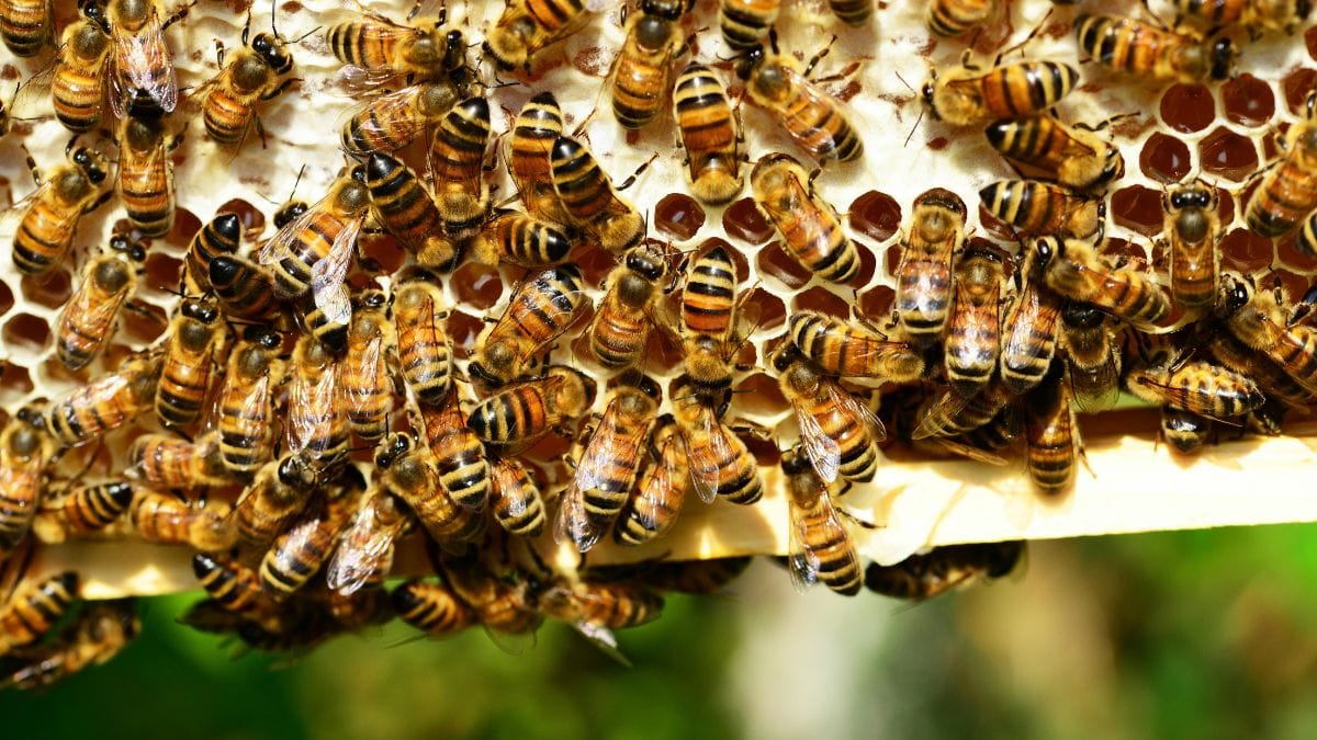 Perder essas abelhas significaria perder a memória biológica e a medicina natural que sustenta comunidades inteiras na floresta/Pexels