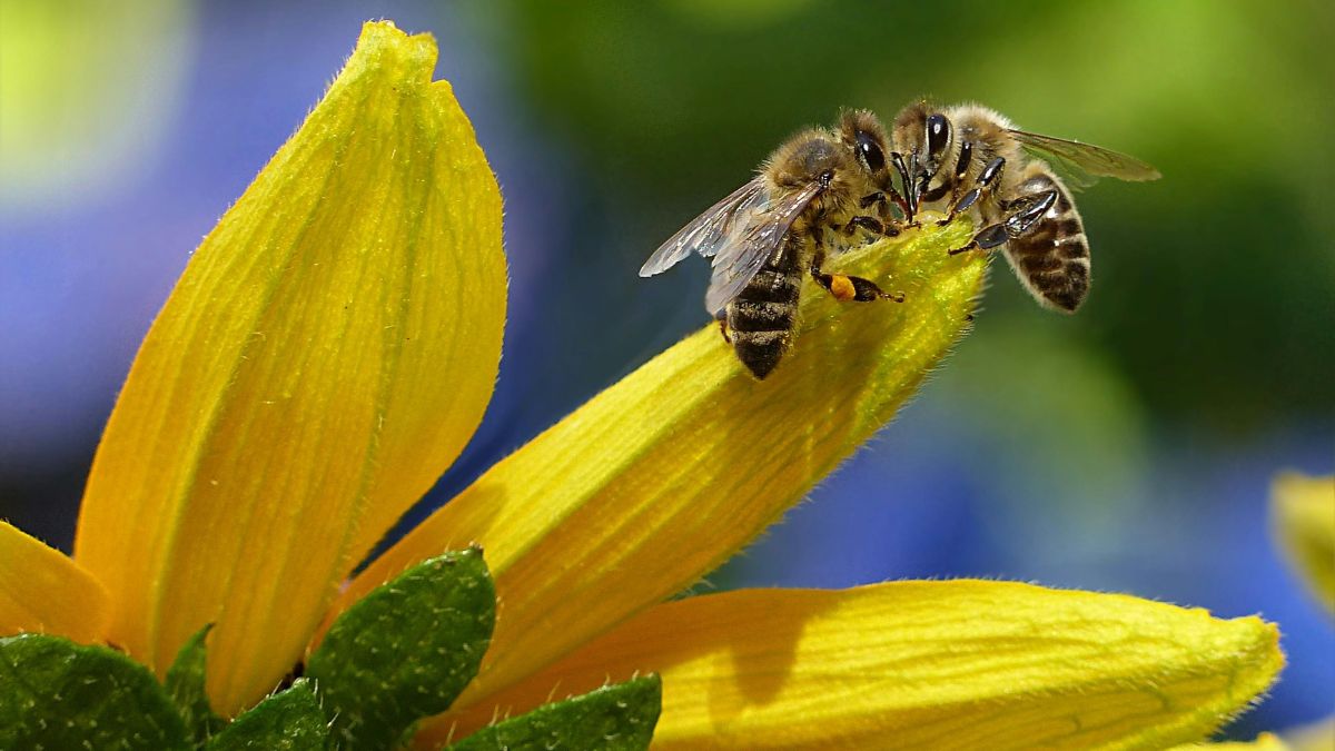 Com os novos direitos garantidos no Peru, o governo é obrigado a priorizar a reforestação com flora nativa e a proteção das colmeias ancestrais, mantendo o equilíbrio original do ecossistema amazônico/Pexels