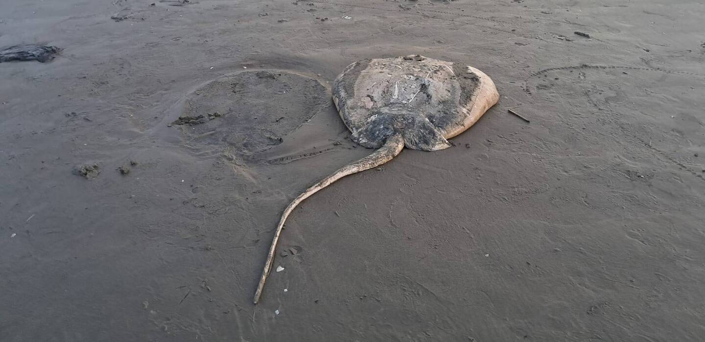 Animal já estava em avançado estado de decomposição quando foi localizado na faixa de areia /Márcio Ribeiro