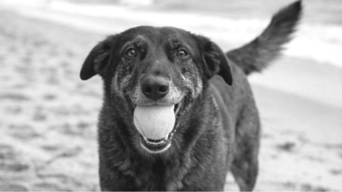 Cão Orelha foi agredido brutalmente no começo de janeiro e tem gerado uma onda de protestos