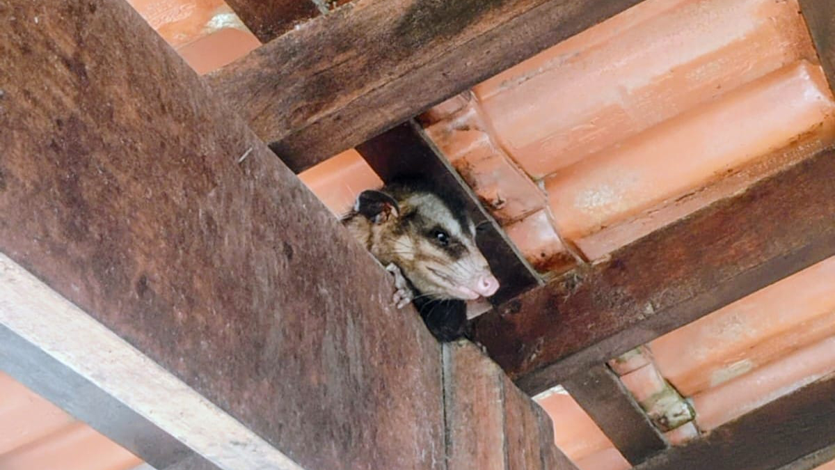 A Prefeitura de Mongaguá divulgou um protocolo oficial com orientações de segurança