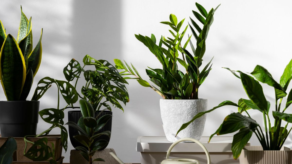 A presença de plantas em áreas internas e entradas marca o início de um novo ciclo no cotidiano doméstico