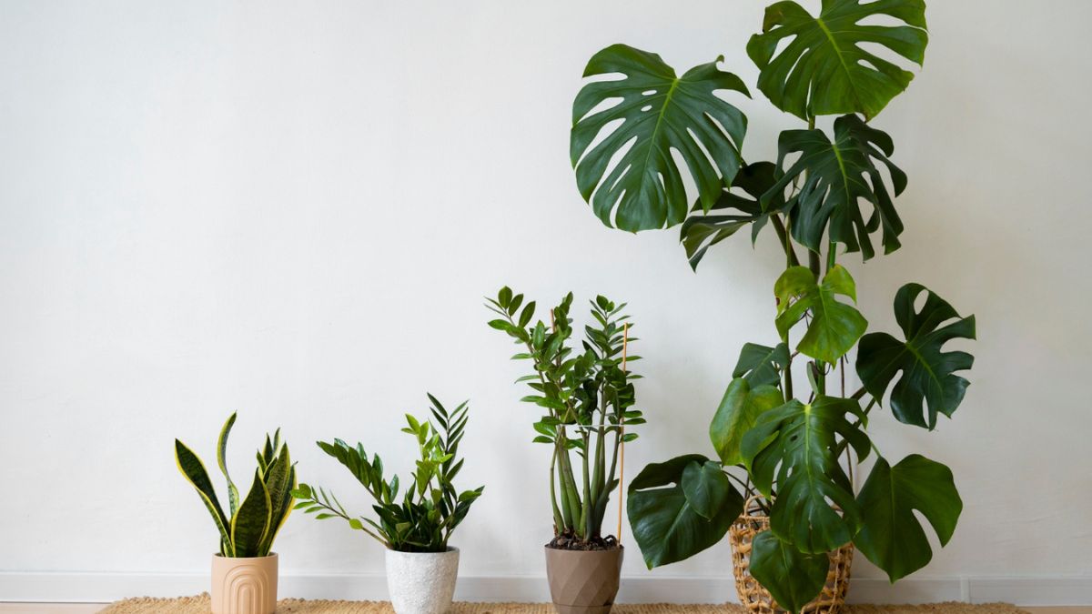 Após o Réveillon, vasos de plantas passam a integrar a reorganização dos ambientes e a rotina da casa