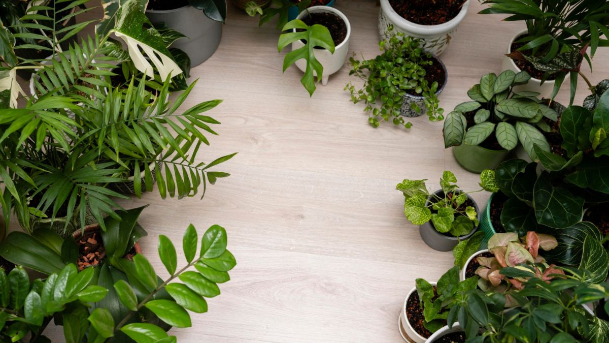 No começo do ano, plantas voltam a ocupar lugares estratégicos, integrando rotina, estética e bem-estar