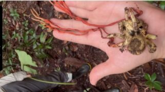 Aranha com fungo semelhante ao de 'The Last of Us' foi encontrado por uma pesquisadora