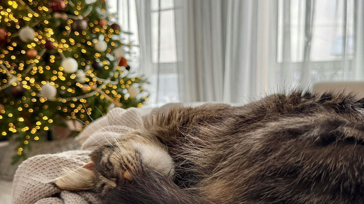 De acordo com a tradição popular, respeitar a data do dia 6 para guardar os enfeites evita quebrar o ciclo e garante que as boas energias do Natal permaneçam /Pexels